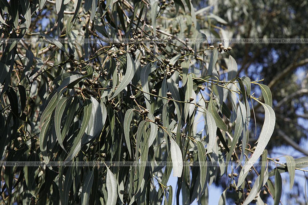 Eucalyptus dalrympleana
