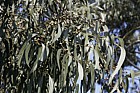 Eucalyptus dalrympleana