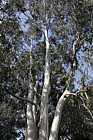 Eucalyptus dalrympleana
