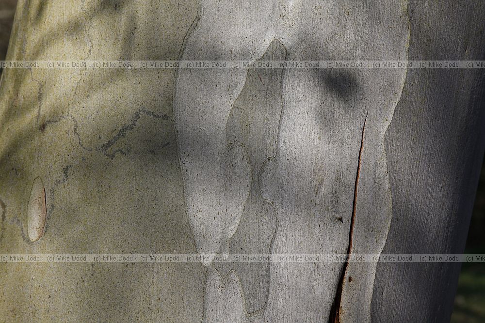 Eucalyptus dalrympleana Mountain Gum