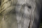Eucalyptus dalrympleana Mountain Gum