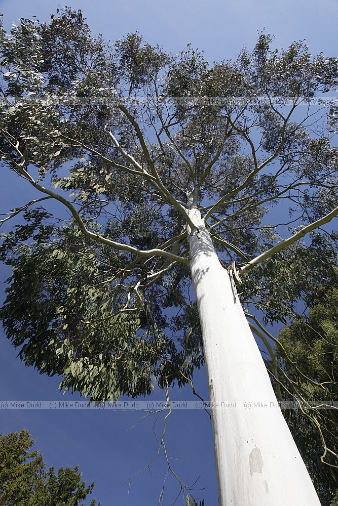 Eucalyptus deanei Round leaved gum