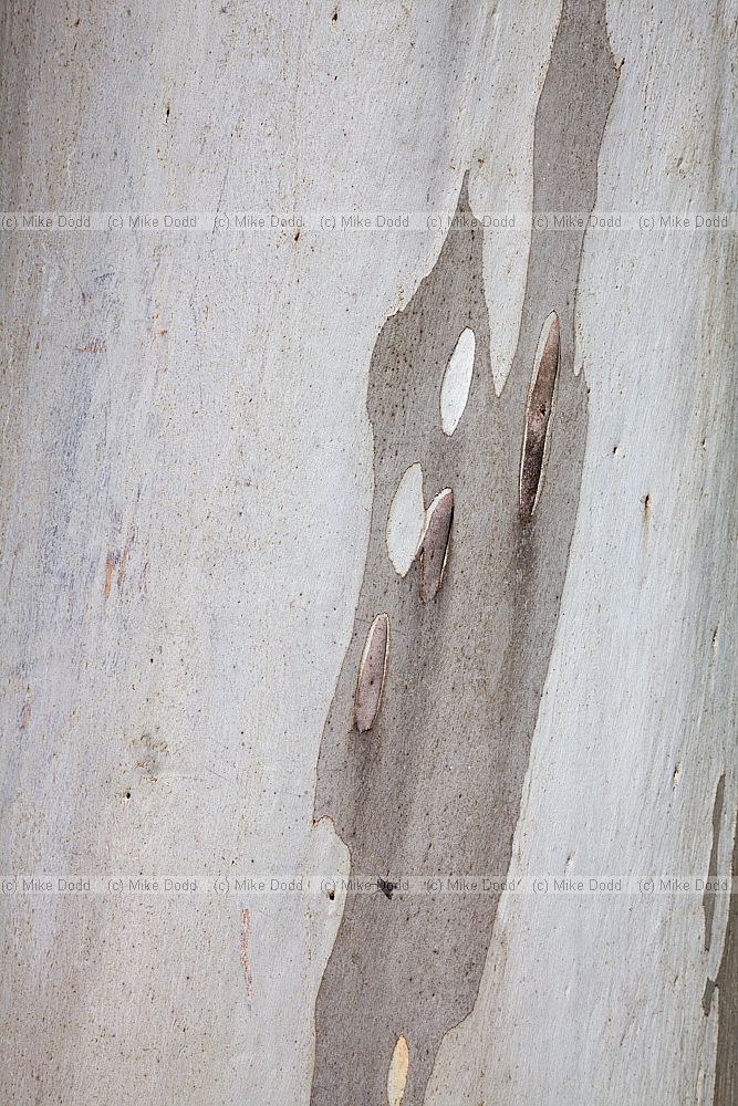 Eucalyptus deanei Round leaved gum