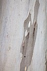 Eucalyptus deanei Round leaved gum