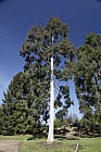 Eucalyptus deanei Round leaved gum