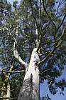 Eucalyptus divaricata Cider gum