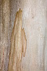 Eucalyptus glaucescens Tingiringi gum