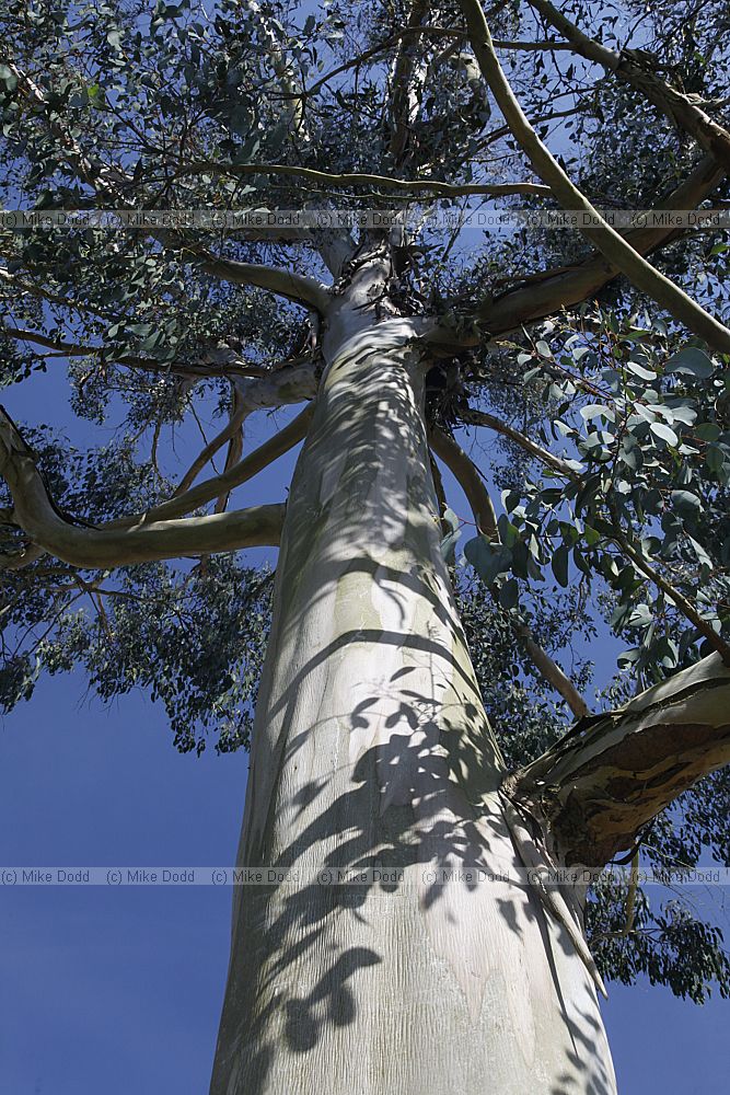 Eucalyptus glaucescens Tingiringi gum
