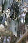 Eucalyptus glaucescens