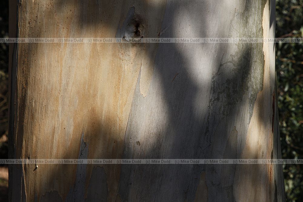 Eucalyptus glaucescens