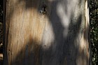 Eucalyptus glaucescens