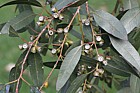Eucalyptus gunnii