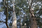 Eucalyptus gunnii Cider gum