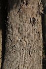 Eucalyptus gunnii Cider gum