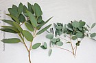 Eucalyptus gunnii Cider Gum (?) adult foliage and juvenile foliage from shaded regrowth not a young tree
