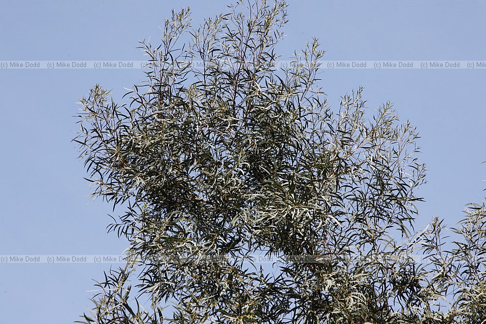 Eucalyptus parvifolia