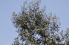 Eucalyptus parvifolia