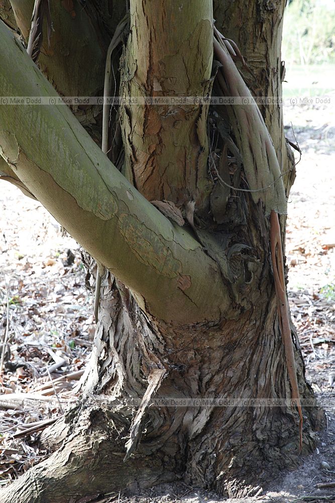Eucalyptus parvifolia