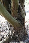 Eucalyptus parvifolia