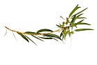 Eucalyptus parvifolia Small-leaved Gum (?)