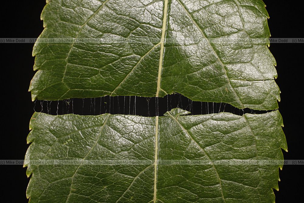 Eucommia ulmoides Gutta-percha tree showing threads of latex that hold leaf together if broken