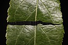 Eucommia ulmoides Gutta-percha tree showing threads of latex that hold leaf together if broken