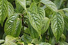 Eucommia ulmoides Hardy Rubber Tree