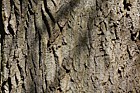 Eucommia ulmoides Gutta-percha Tree
