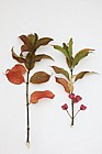 Euonymus europaeus Spindle