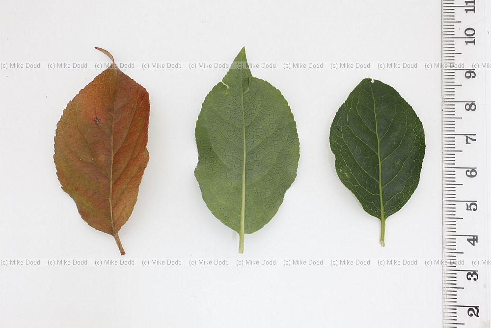 Euonymus europaeus Spindle