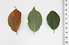 Euonymus europaeus Spindle