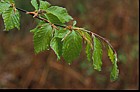 Fagus sylvatica Beech