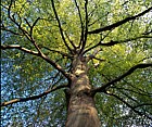 Looking upward under Fagus sylvatica beech tree in green leaf