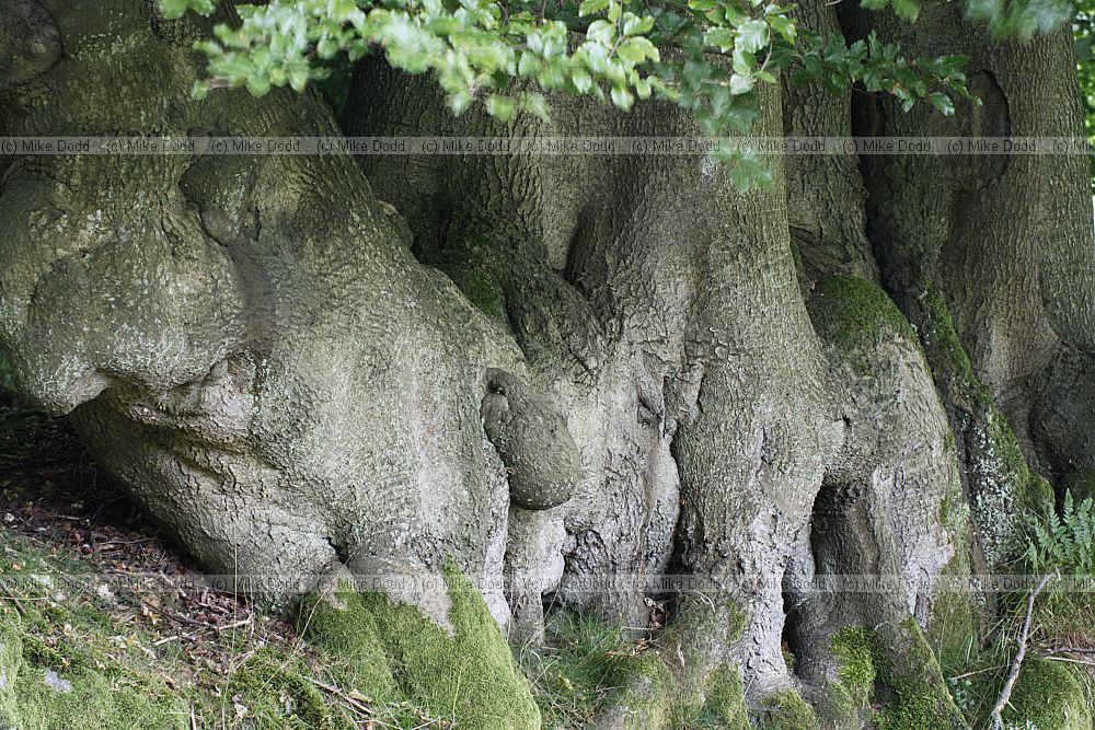 Fagus sylvatica Beech