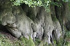Fagus sylvatica Beech