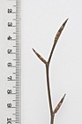 Fagus sylvatica Beech
