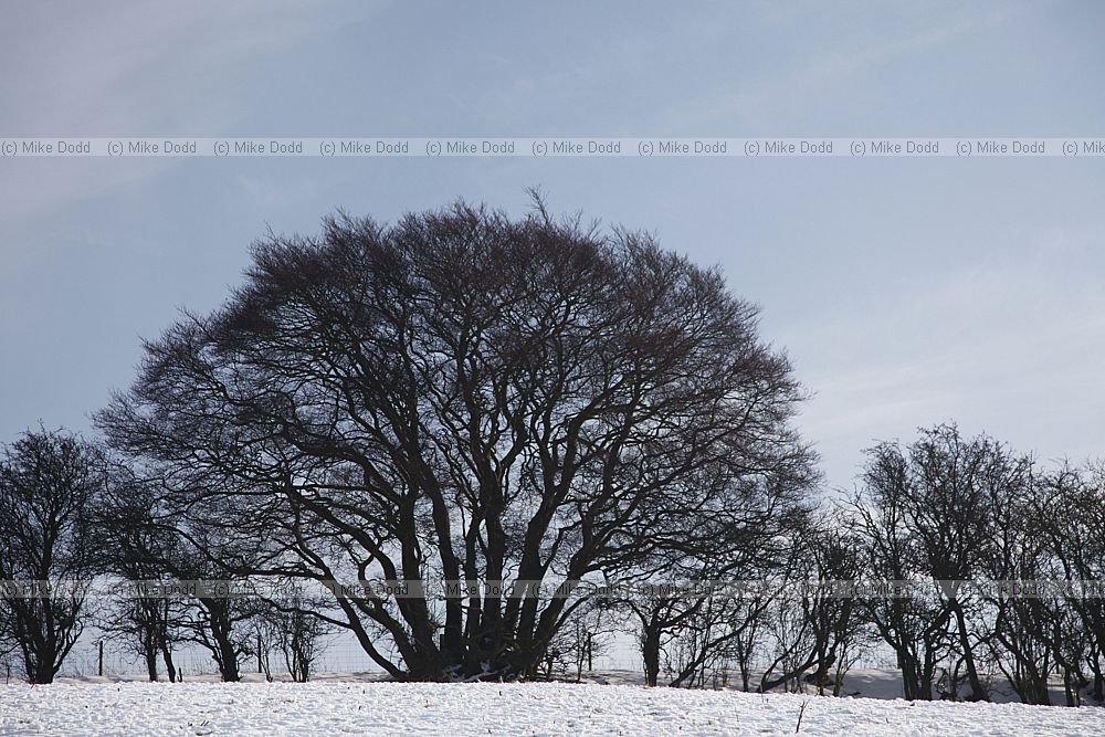 Fagus sylvatica beech tree in Crataegus monogyna hawthorn hedge
