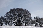 Fagus sylvatica beech tree in Crataegus monogyna hawthorn hedge