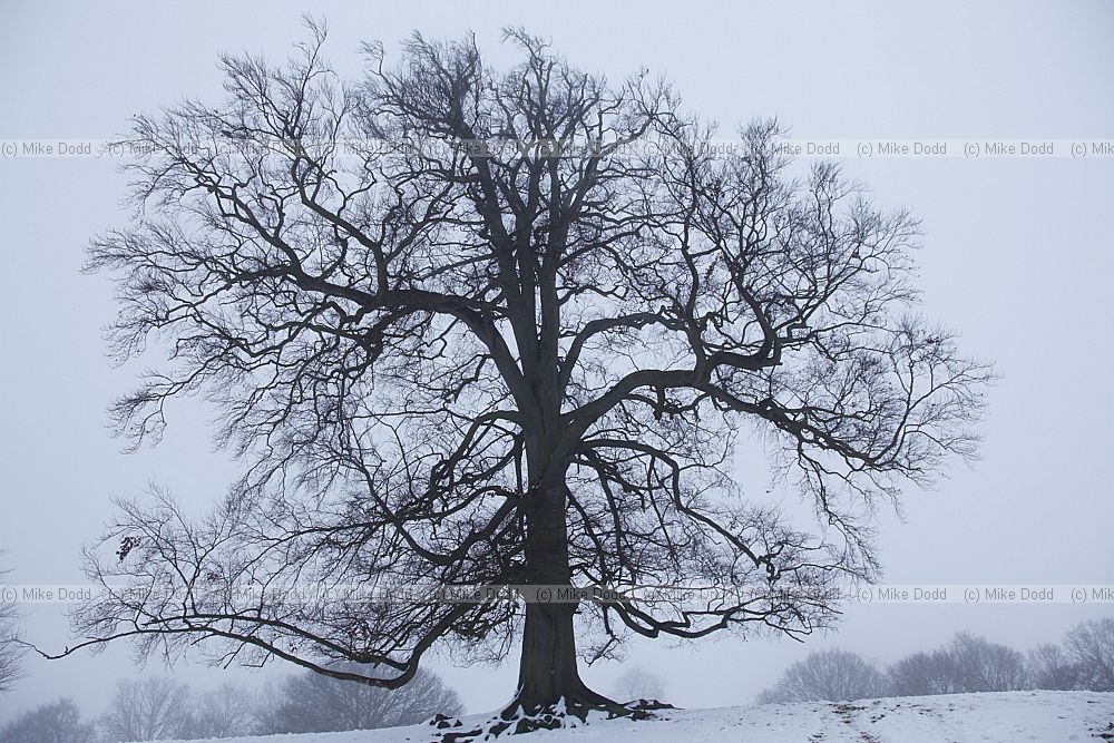 Fagus sylvatica Beech tree in snow silhouette