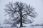 Fagus sylvatica Beech tree in snow silhouette