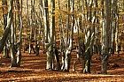 Fagus sylvatica Beech trees pollarded in Epping forest with autumn colour