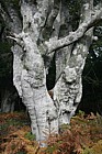 Fagus sylvatica Beech light grey trunk
