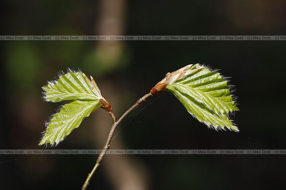 Fagus sylvatica Beech young leaves