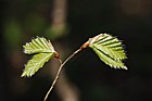 Fagus sylvatica Beech young leaves