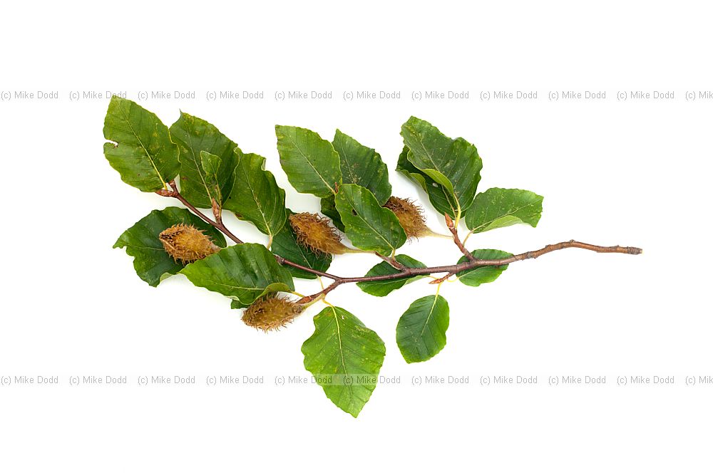 Fagus sylvatica Beech