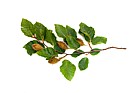 Fagus sylvatica Beech