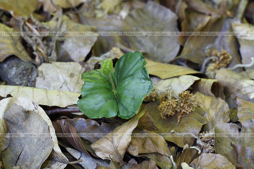 Fagus sylvatica Beech seedling