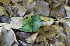 Fagus sylvatica Beech seedling