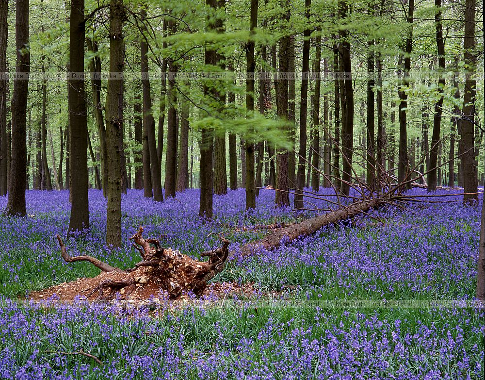 Fagus sylvatica Beech and Bluebell wood, Ashridge
