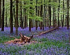 Fagus sylvatica Beech and Bluebell wood, Ashridge